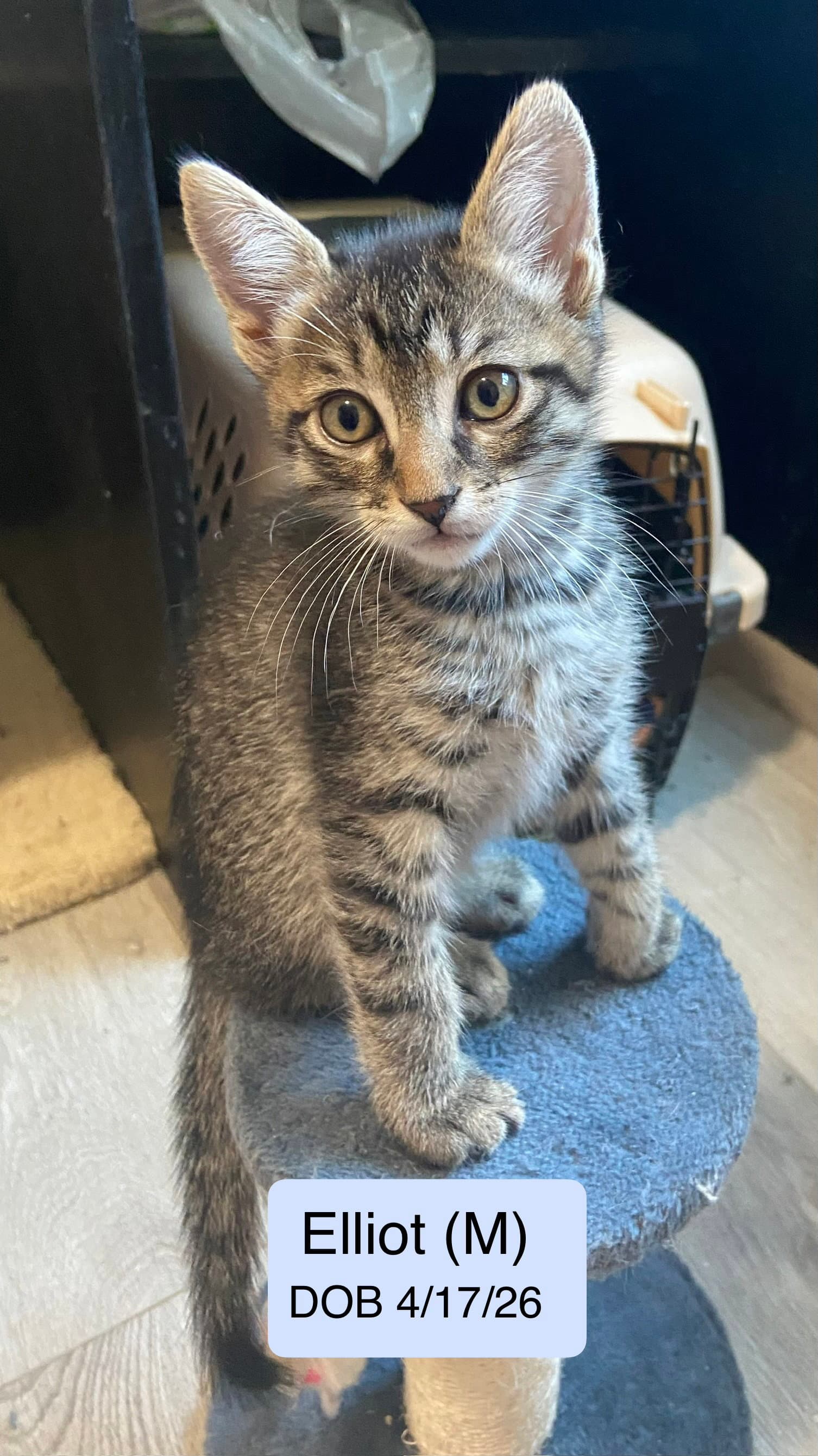 Elliot - Domestic Short Hair