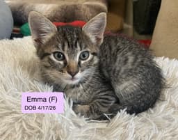Emma image 1
