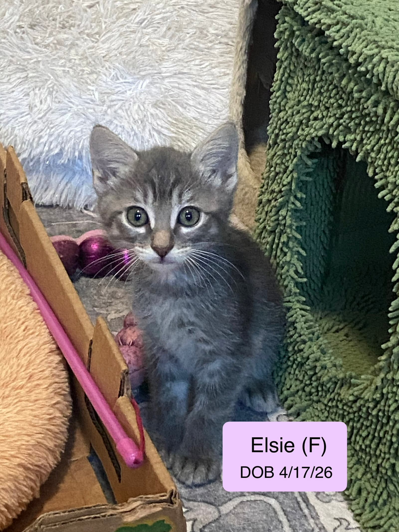 Elsie - Domestic Short Hair
