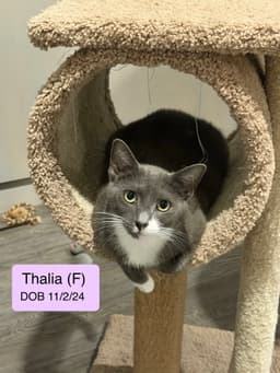 Thalia image 1