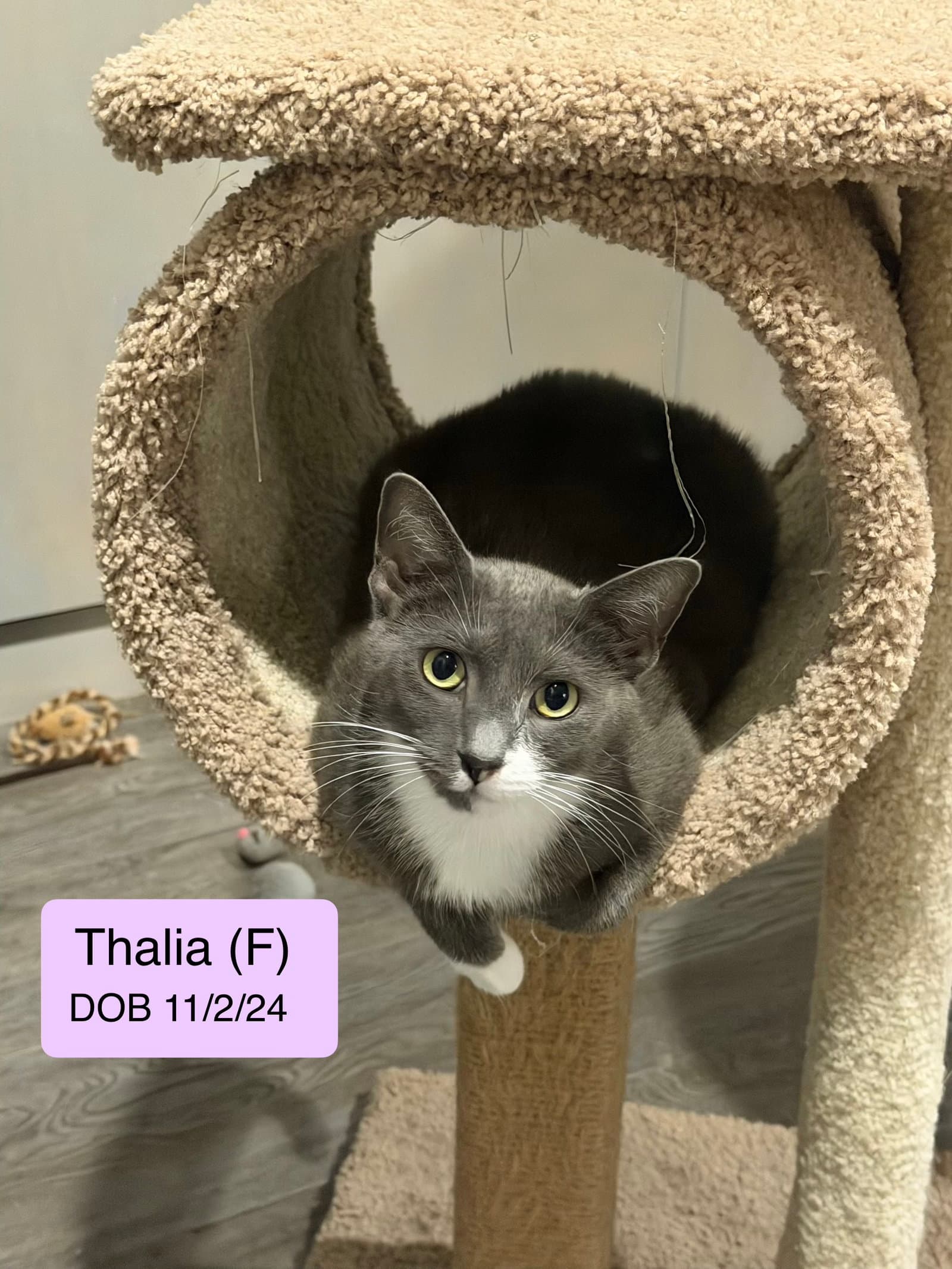 Thalia - Domestic Short Hair