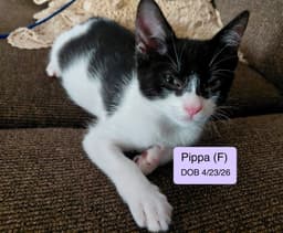 Pippa image 1