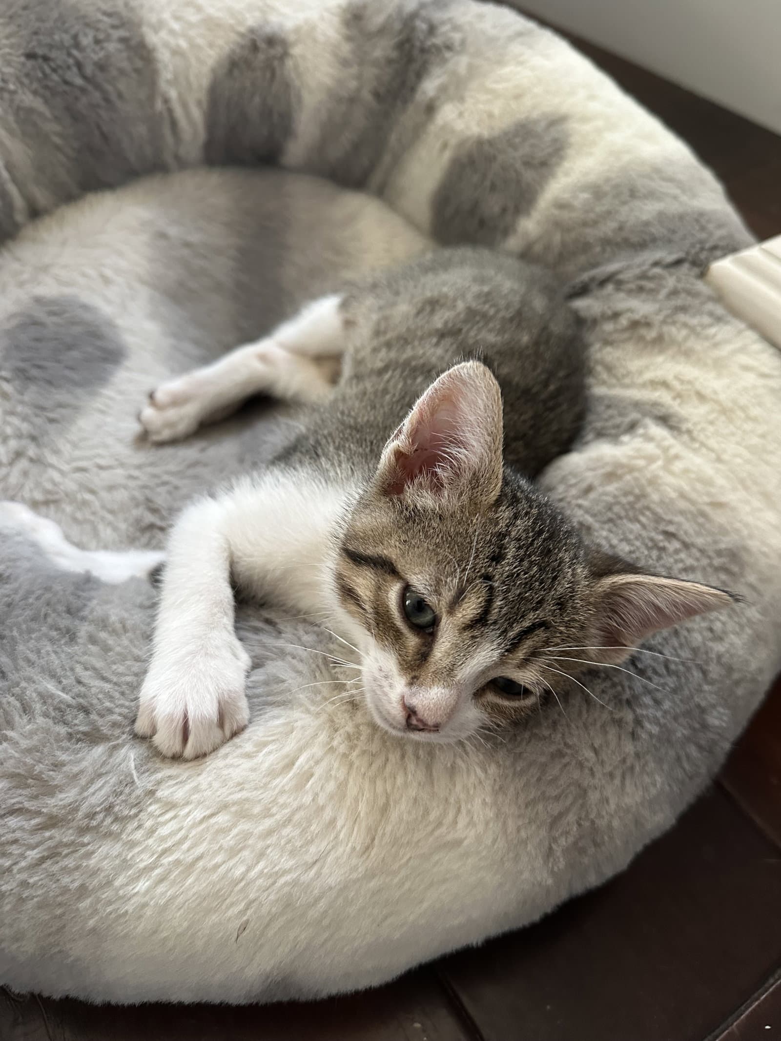 Albie - Domestic Short Hair