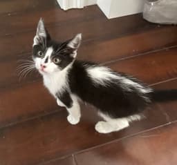 Arlo image 2