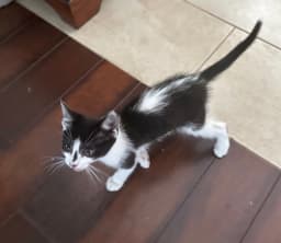 Arlo image 4