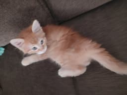 Darby image 2