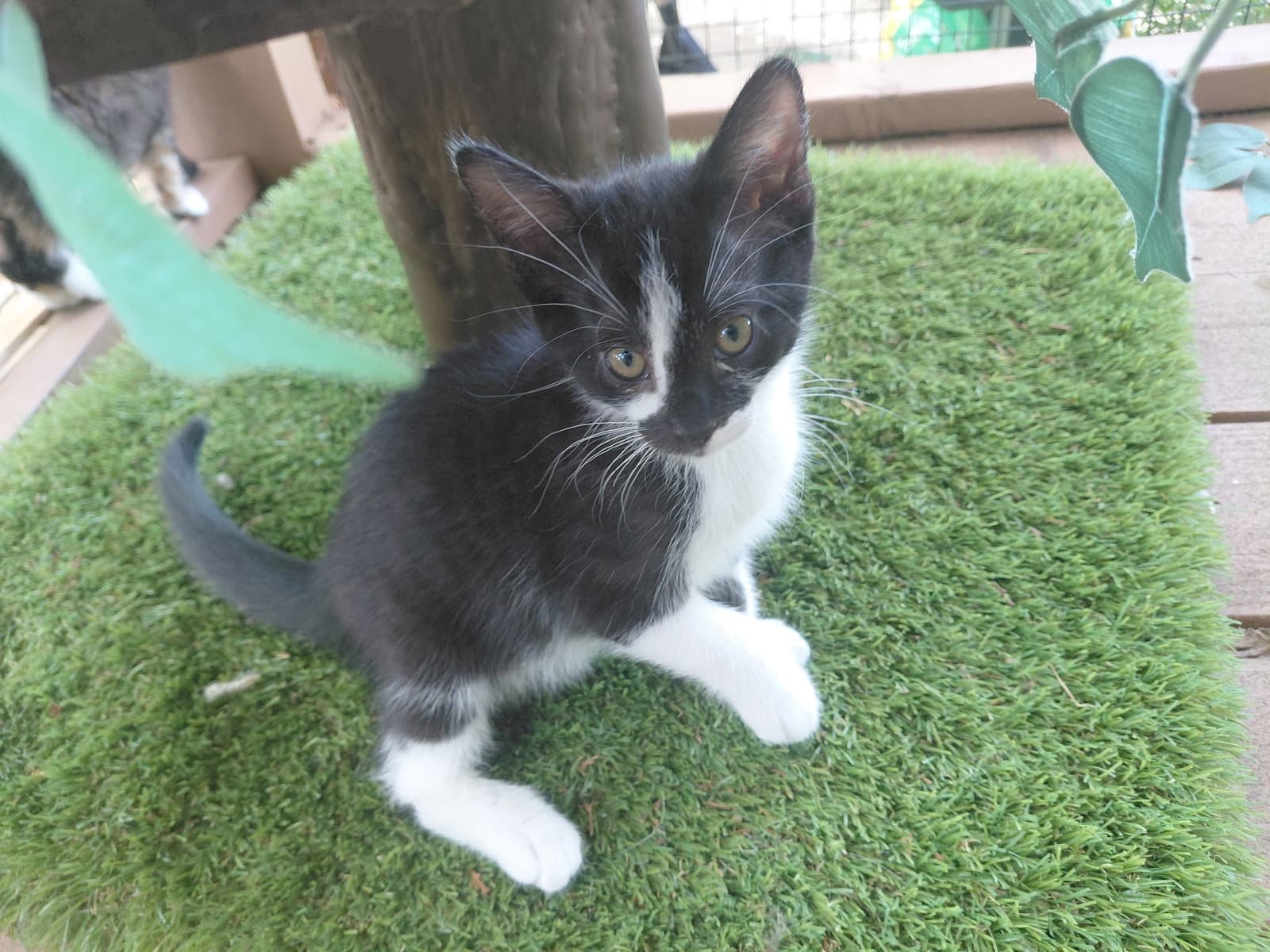 Fiona - Domestic Short Hair