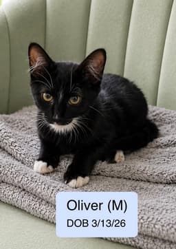 Oliver image 1