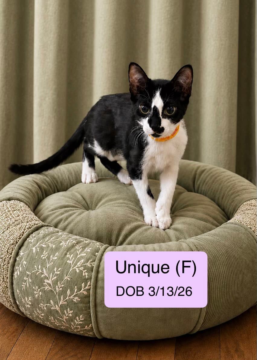 Unique - Domestic Short Hair