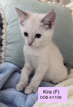 Kira image 1
