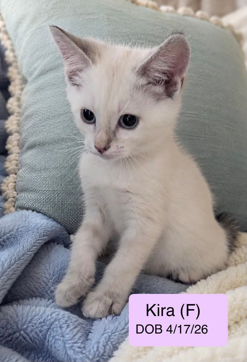Kira - Domestic Short Hair