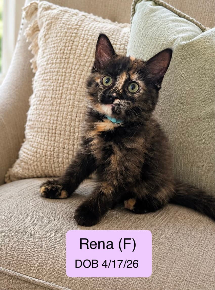 Rena - Domestic Medium Hair