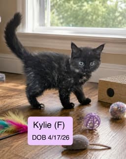 Kylie image 1