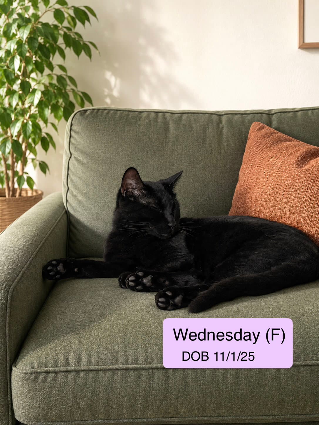 Wednesday - Domestic Short Hair