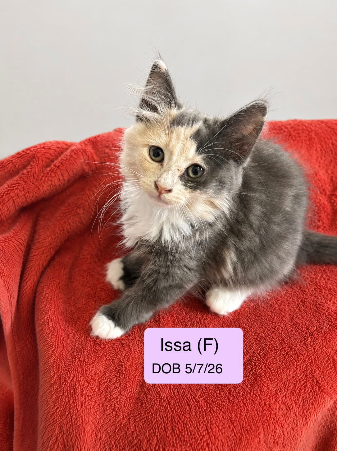 Issa - Dilute Calico