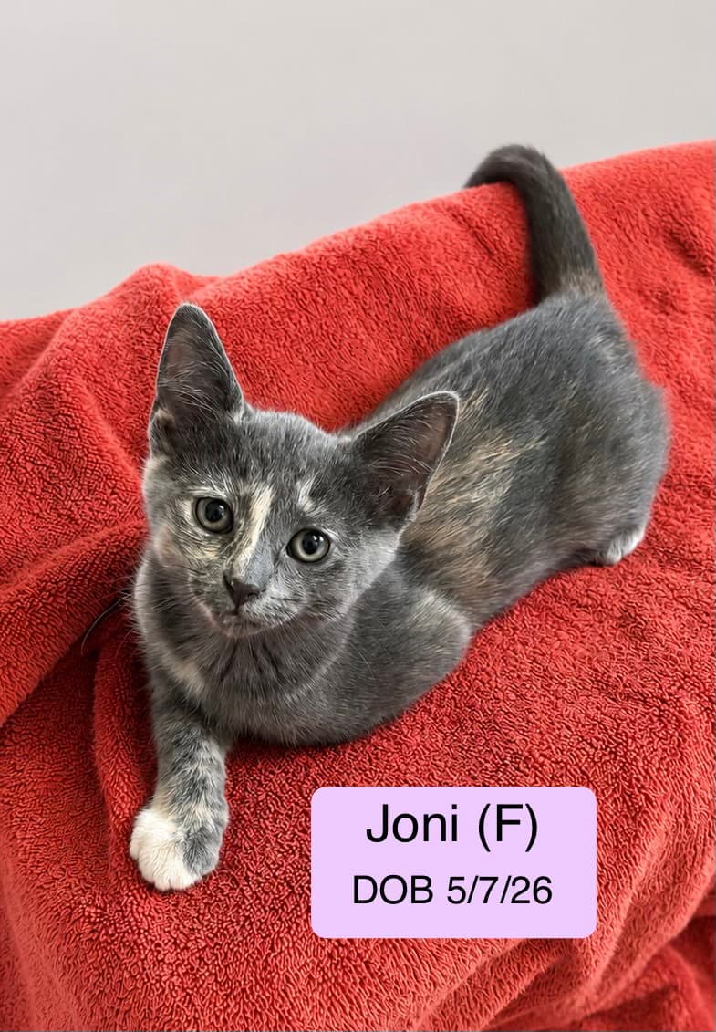 Joni - Domestic Short Hair