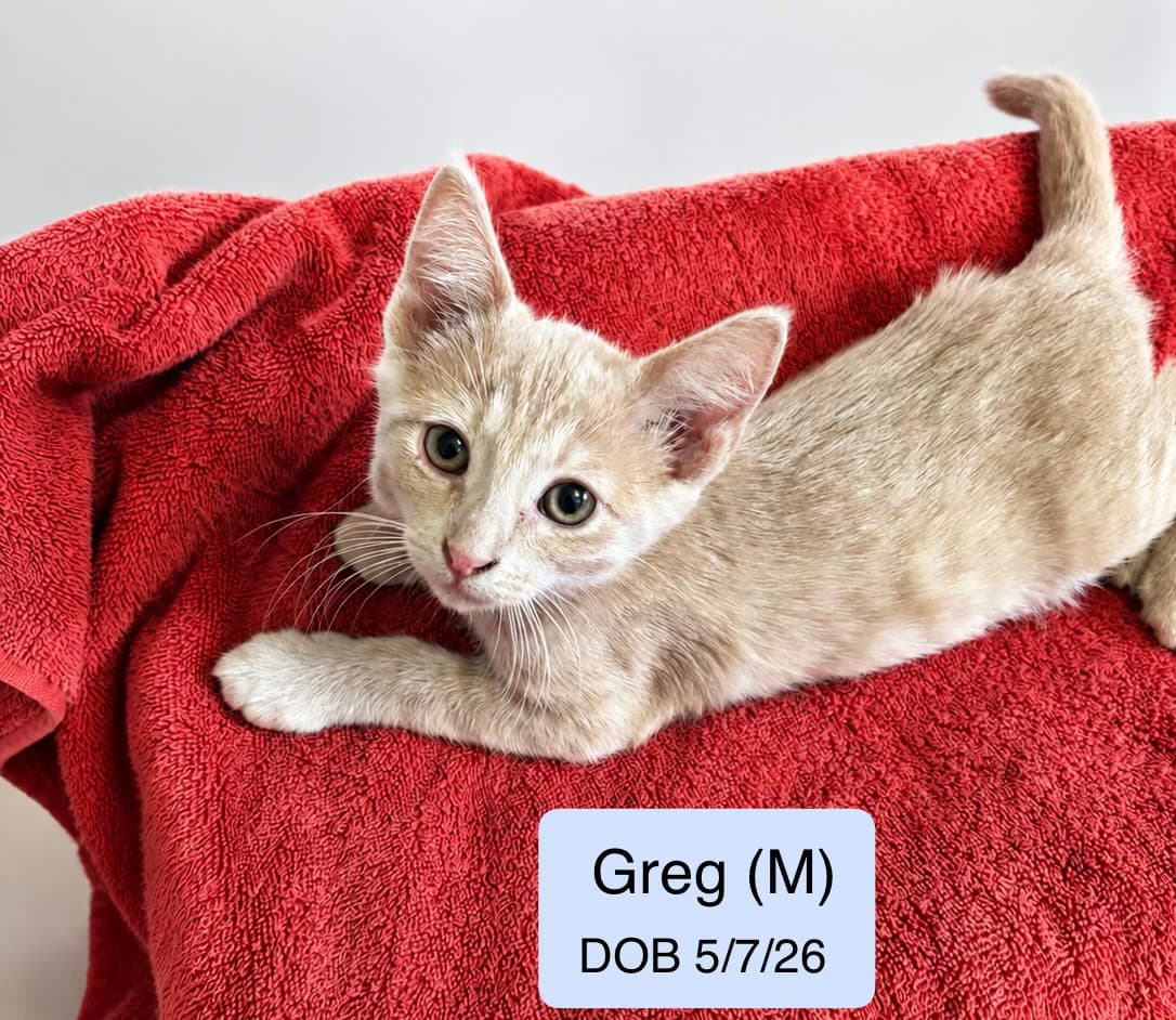Greg - Domestic Short Hair