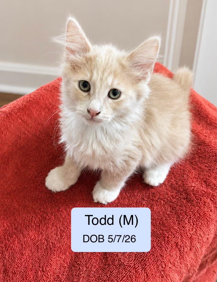 Todd - Domestic Medium Hair