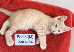 Eddie image 1