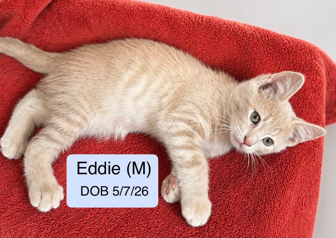 Eddie - Domestic Short Hair