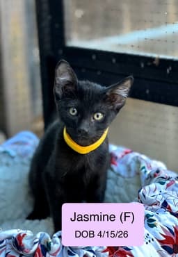 Jasmine image 1