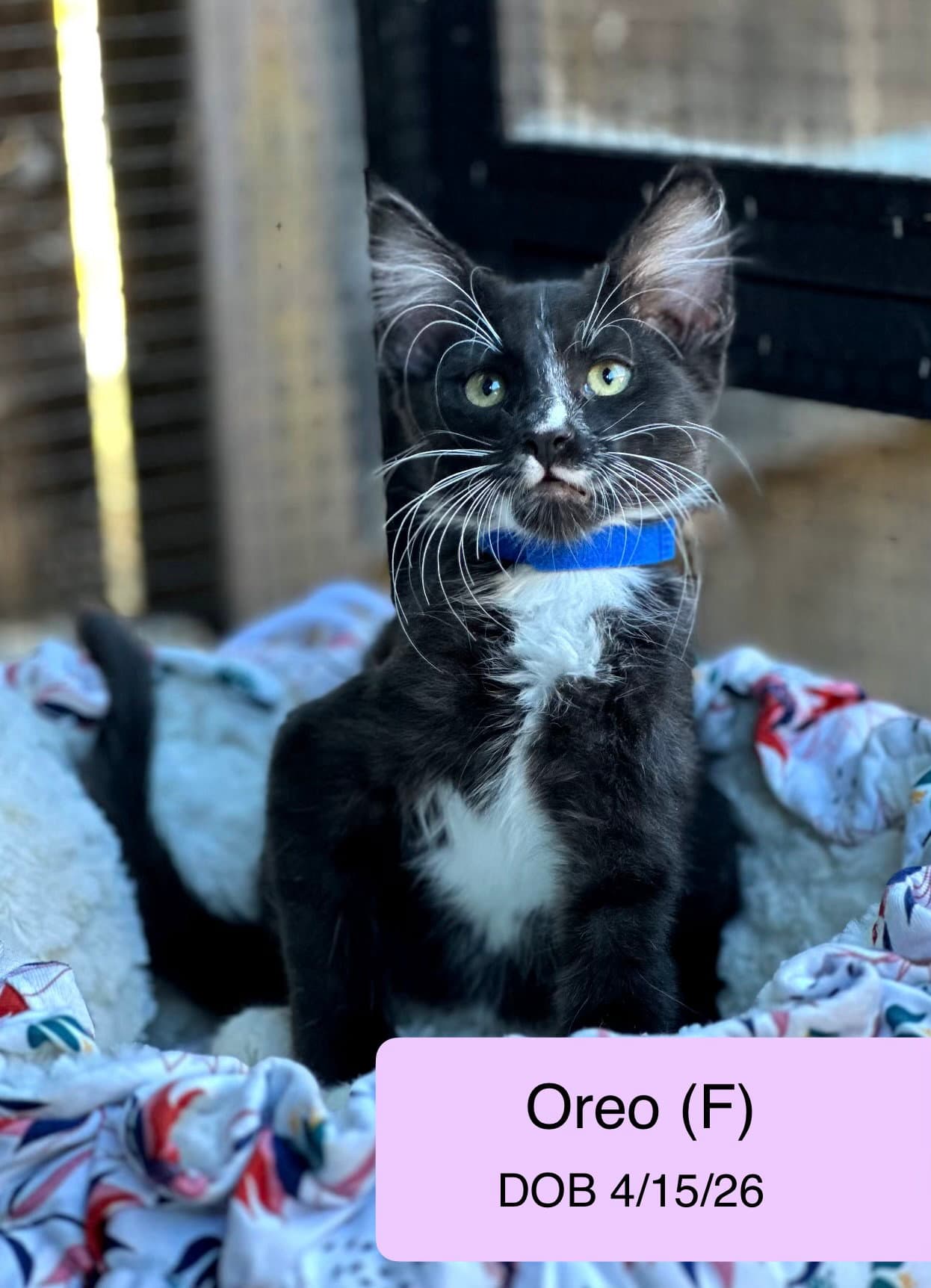 Oreo - Domestic Medium Hair