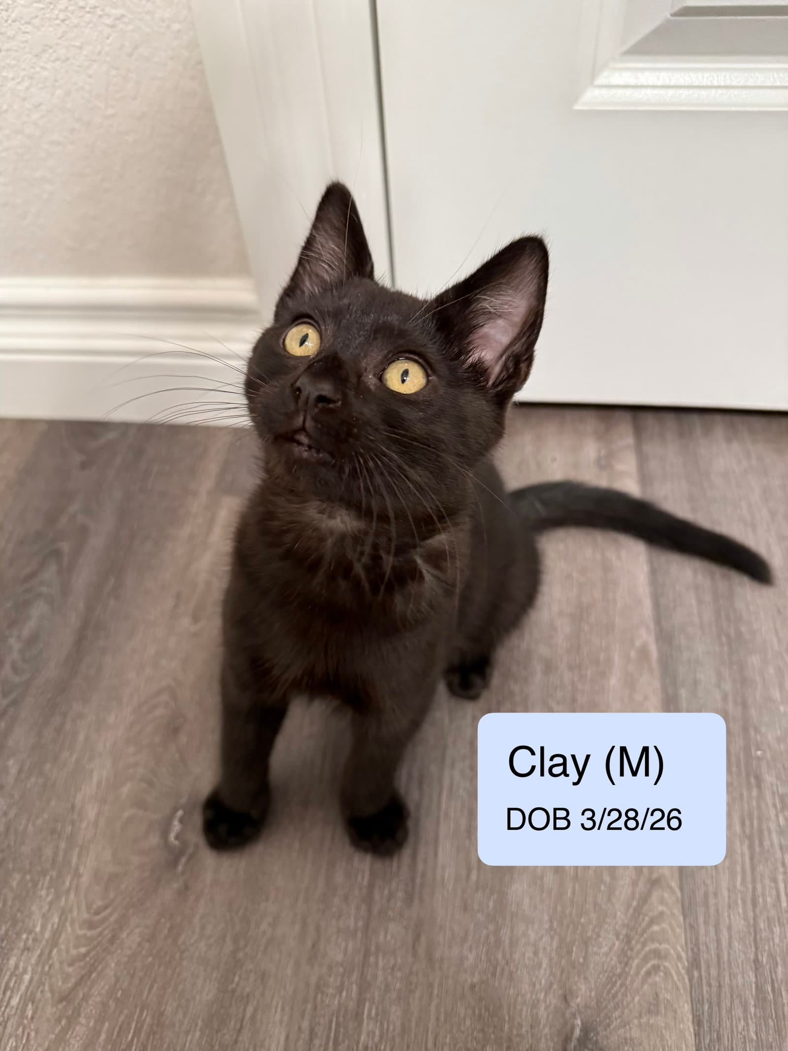 Clay - Domestic Short Hair
