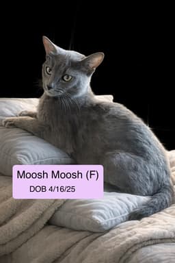 Moosh-Moosh image 1