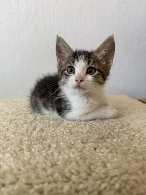 Trout Bonded With Minnow - Domestic Short Hair