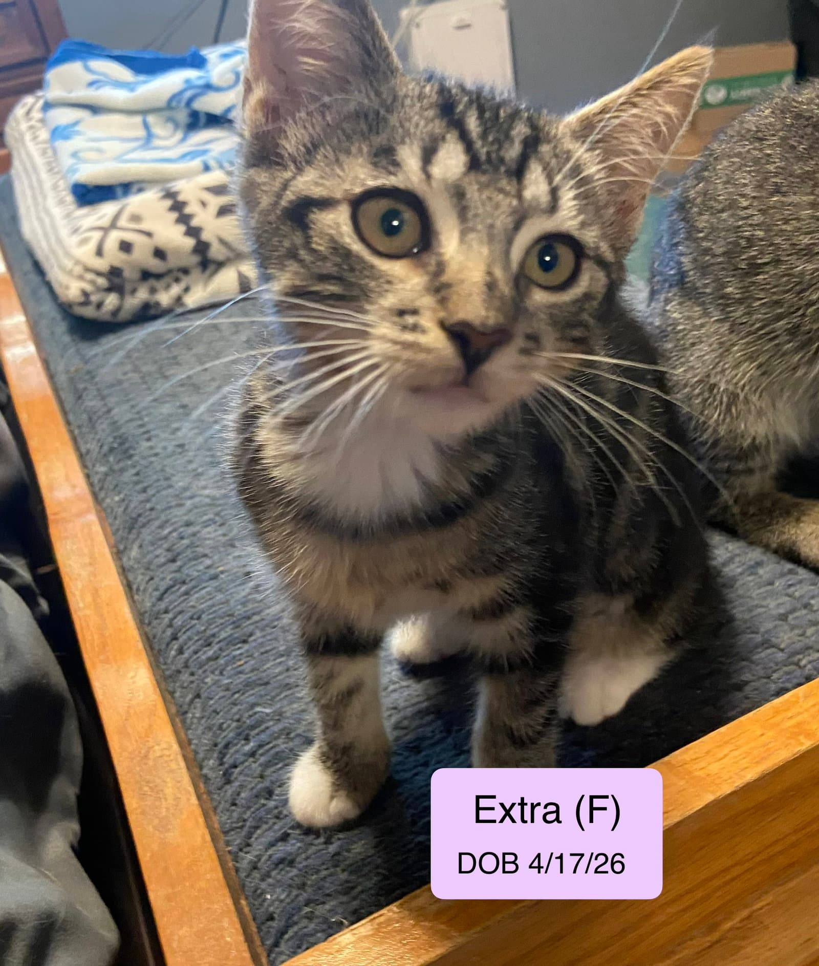 Extra - Domestic Short Hair