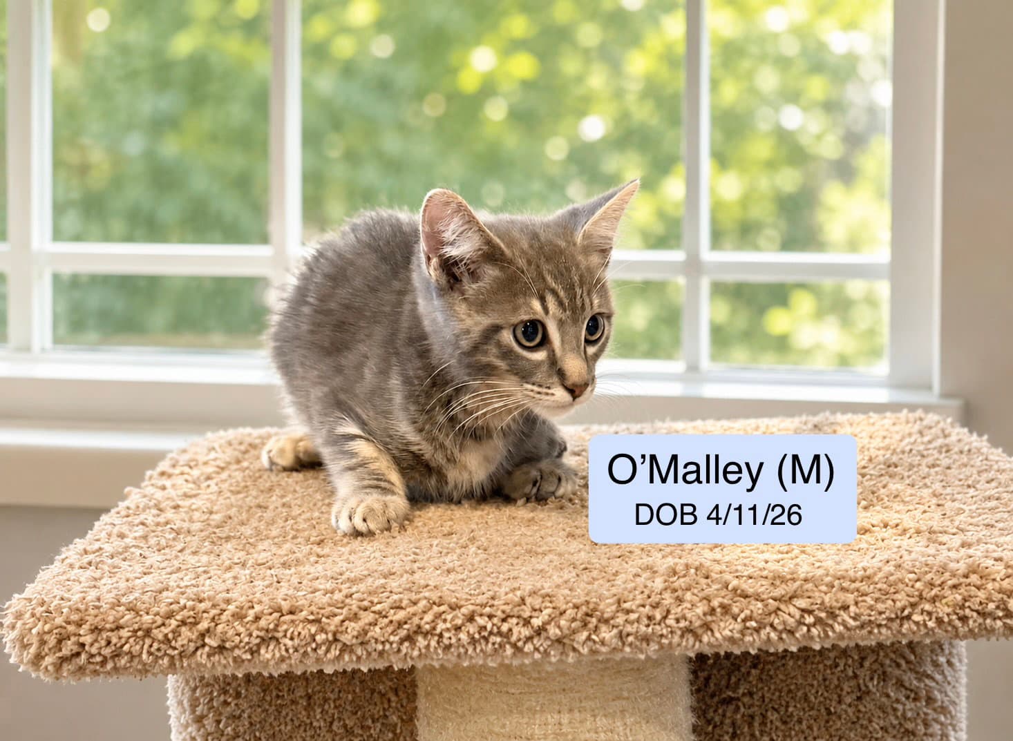 Omalley - Domestic Short Hair