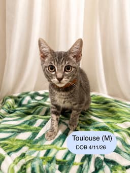 Toulouse image 1