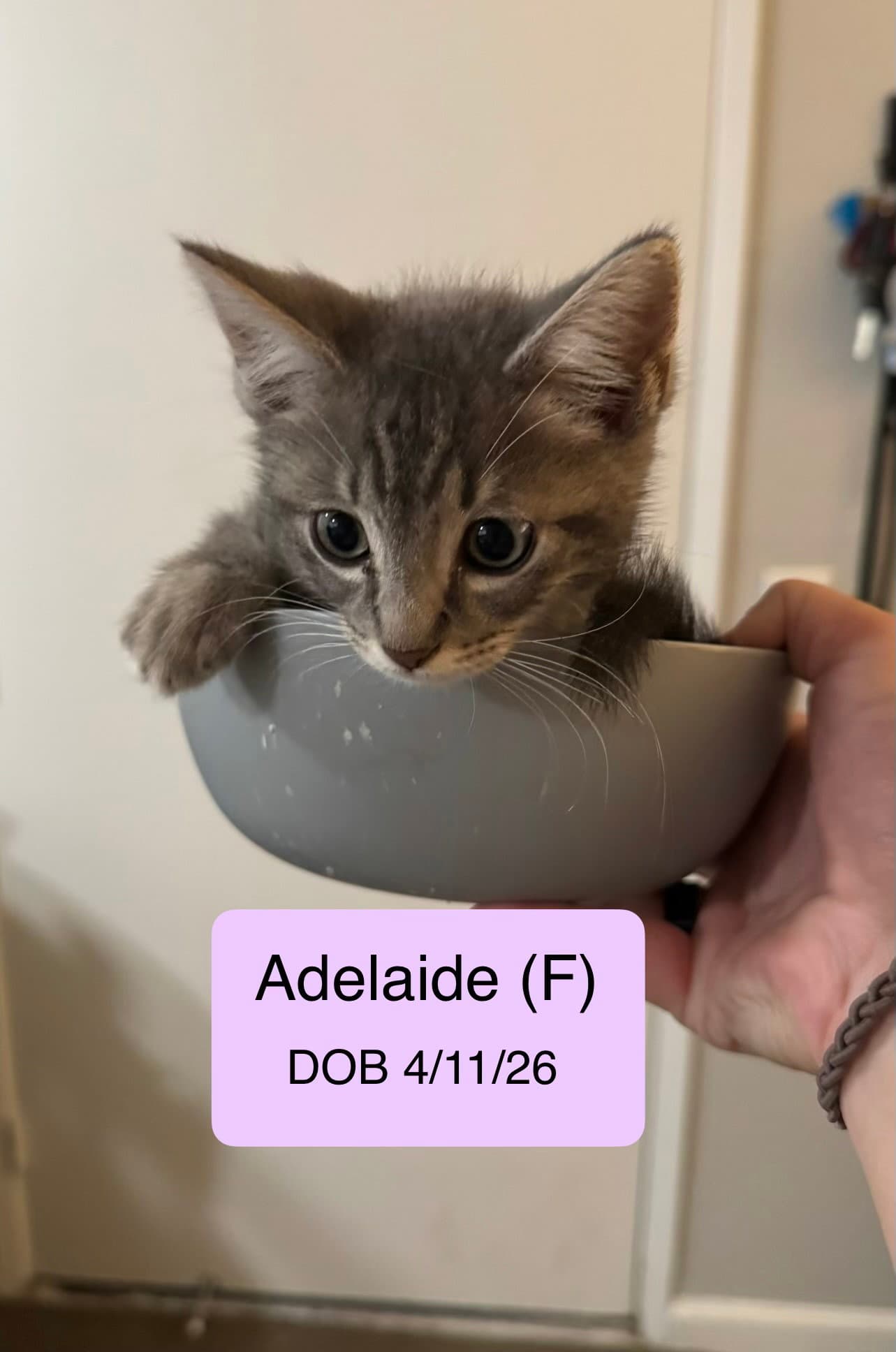 Adelaide - Domestic Medium Hair