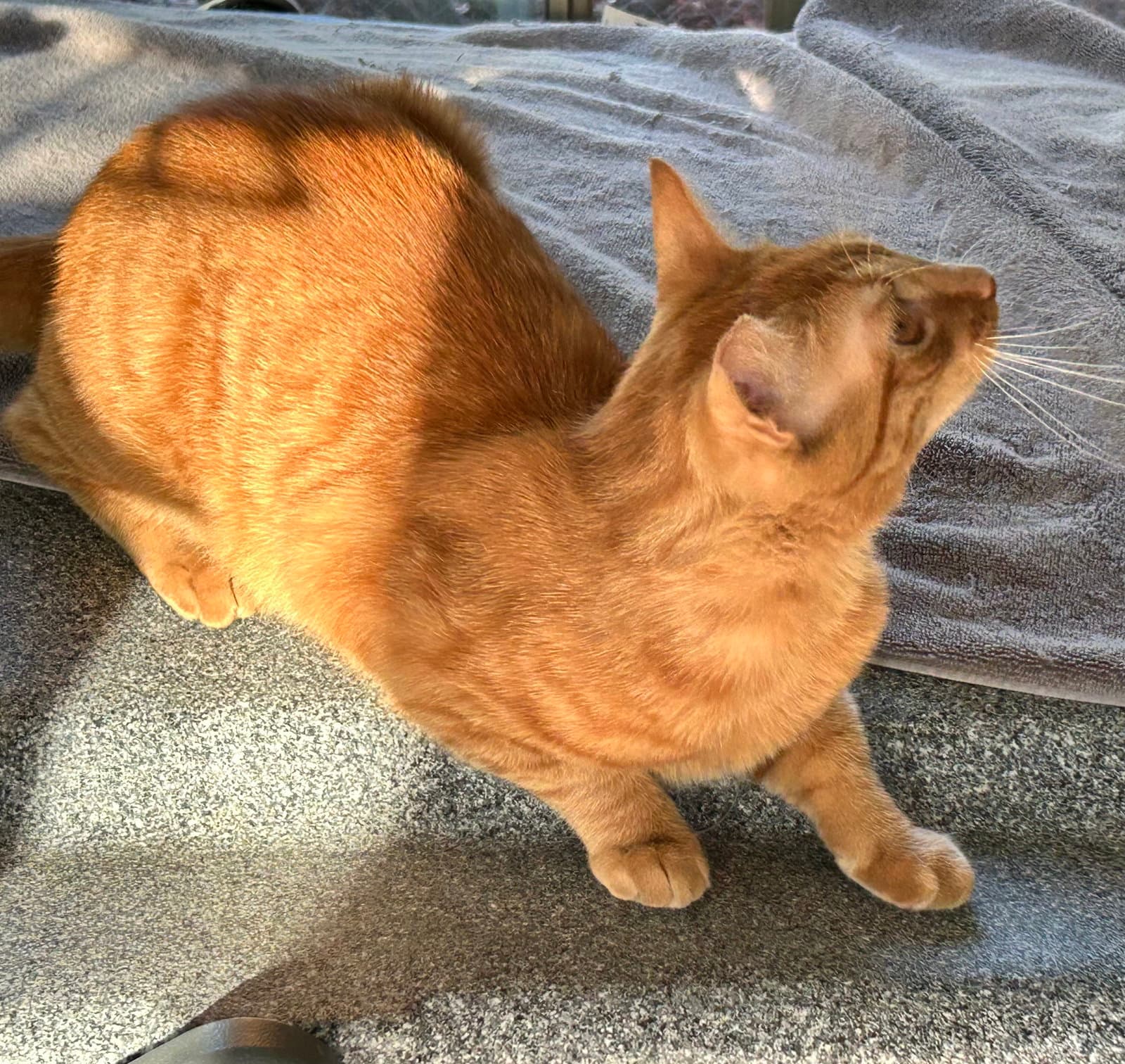 Copper - Tabby