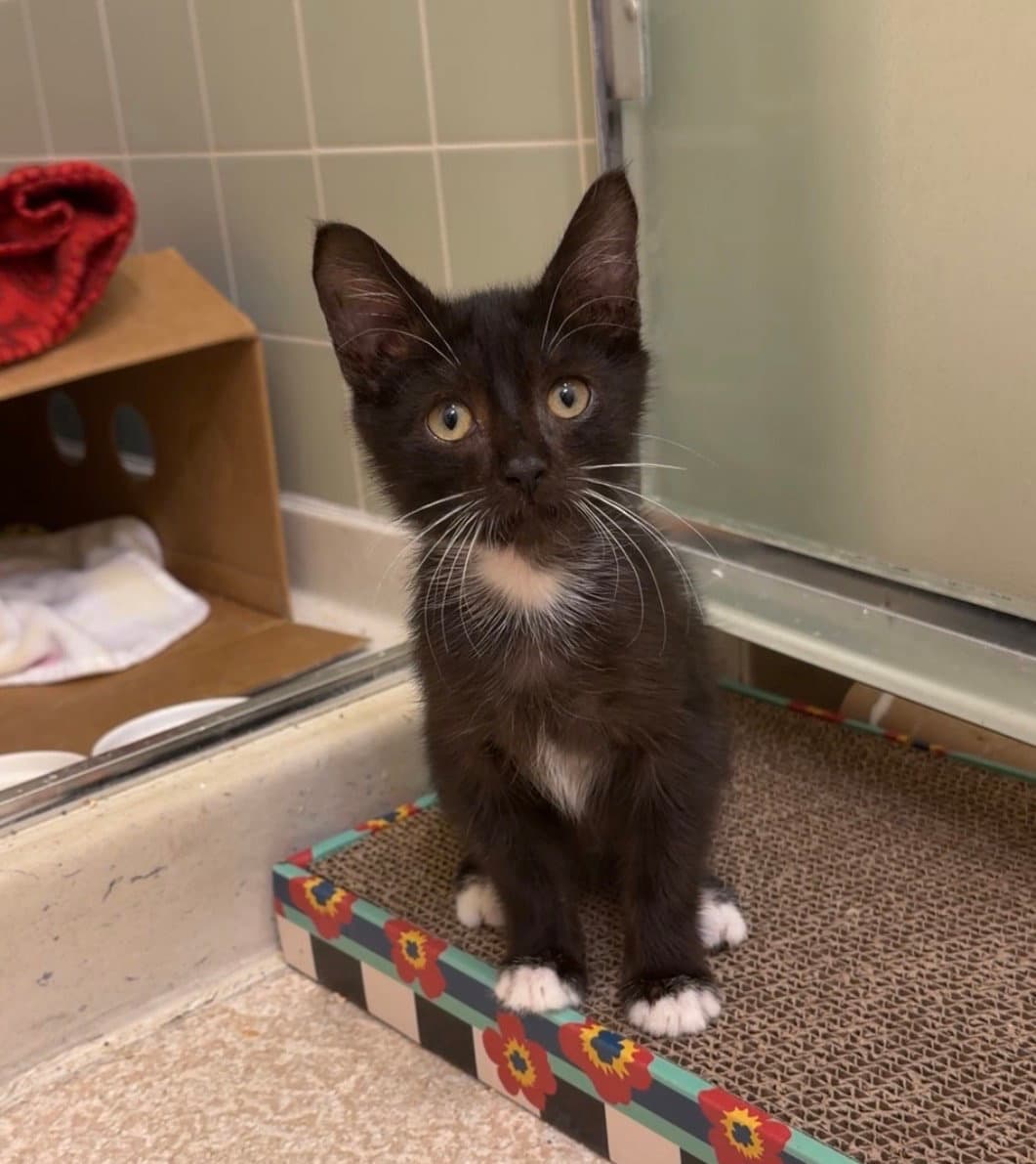Night Hawk - Domestic Medium Hair