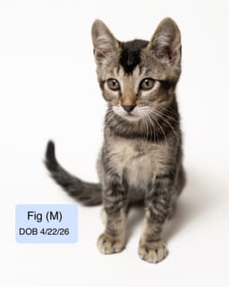 Fig image 1