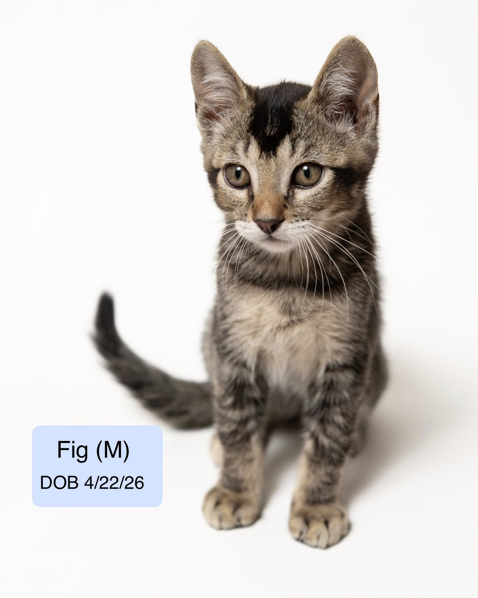 Fig - Domestic Short Hair