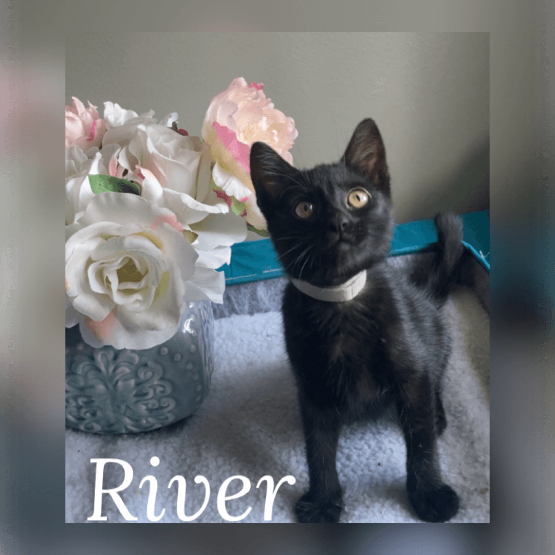 River - Domestic Short Hair