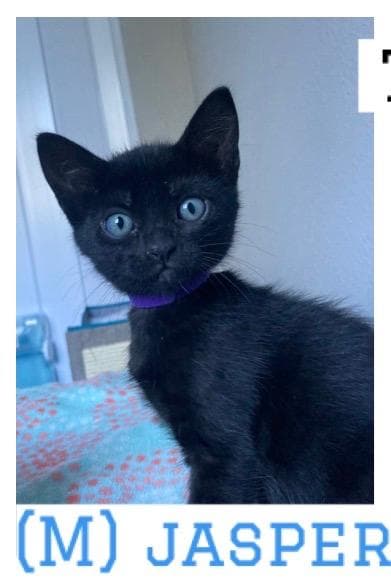 Jasper - Domestic Short Hair