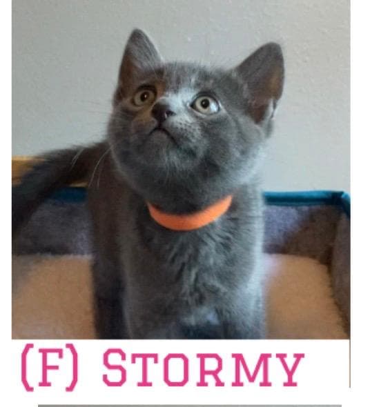 Stormy - Domestic Short Hair