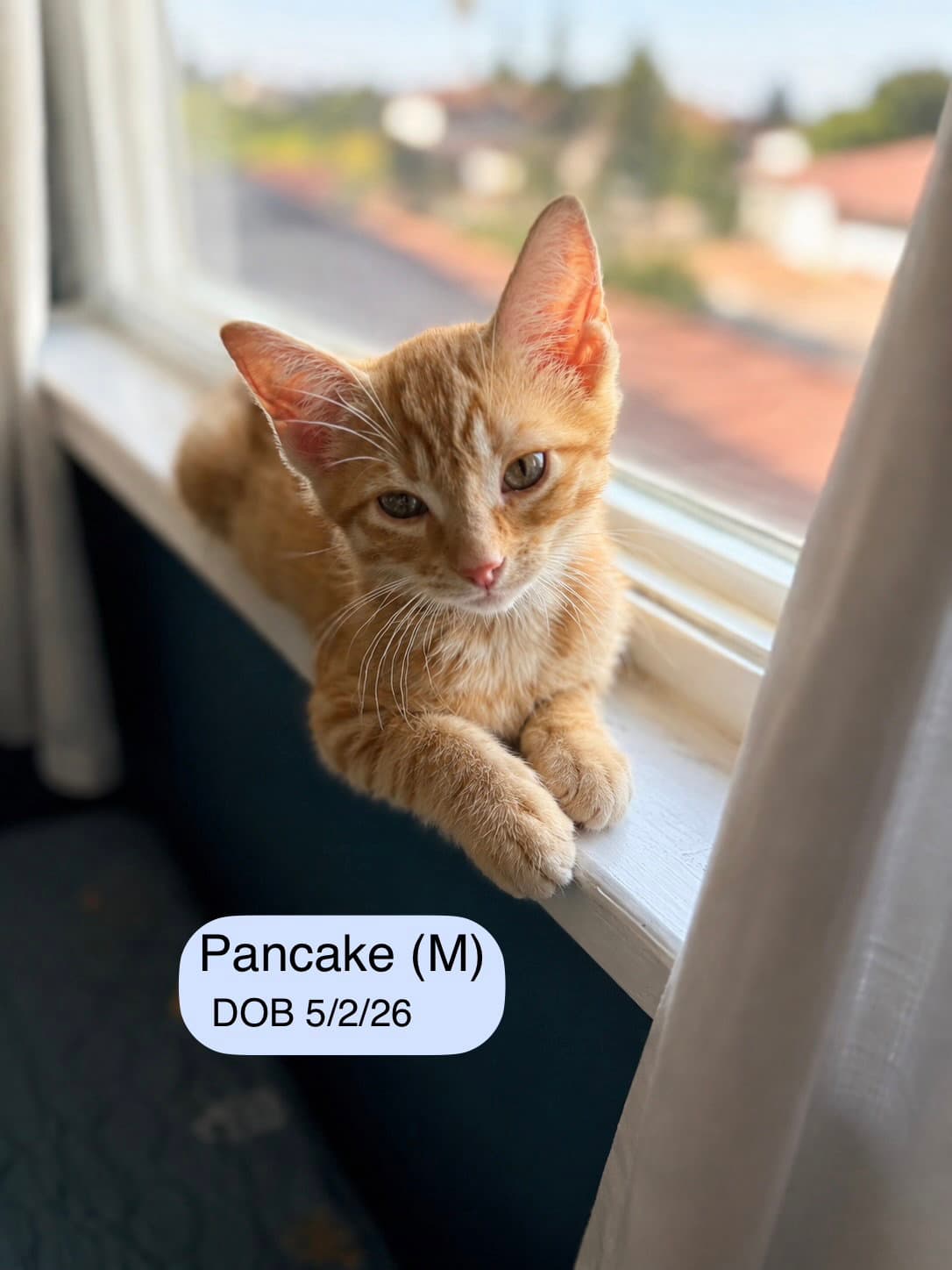 Pancake