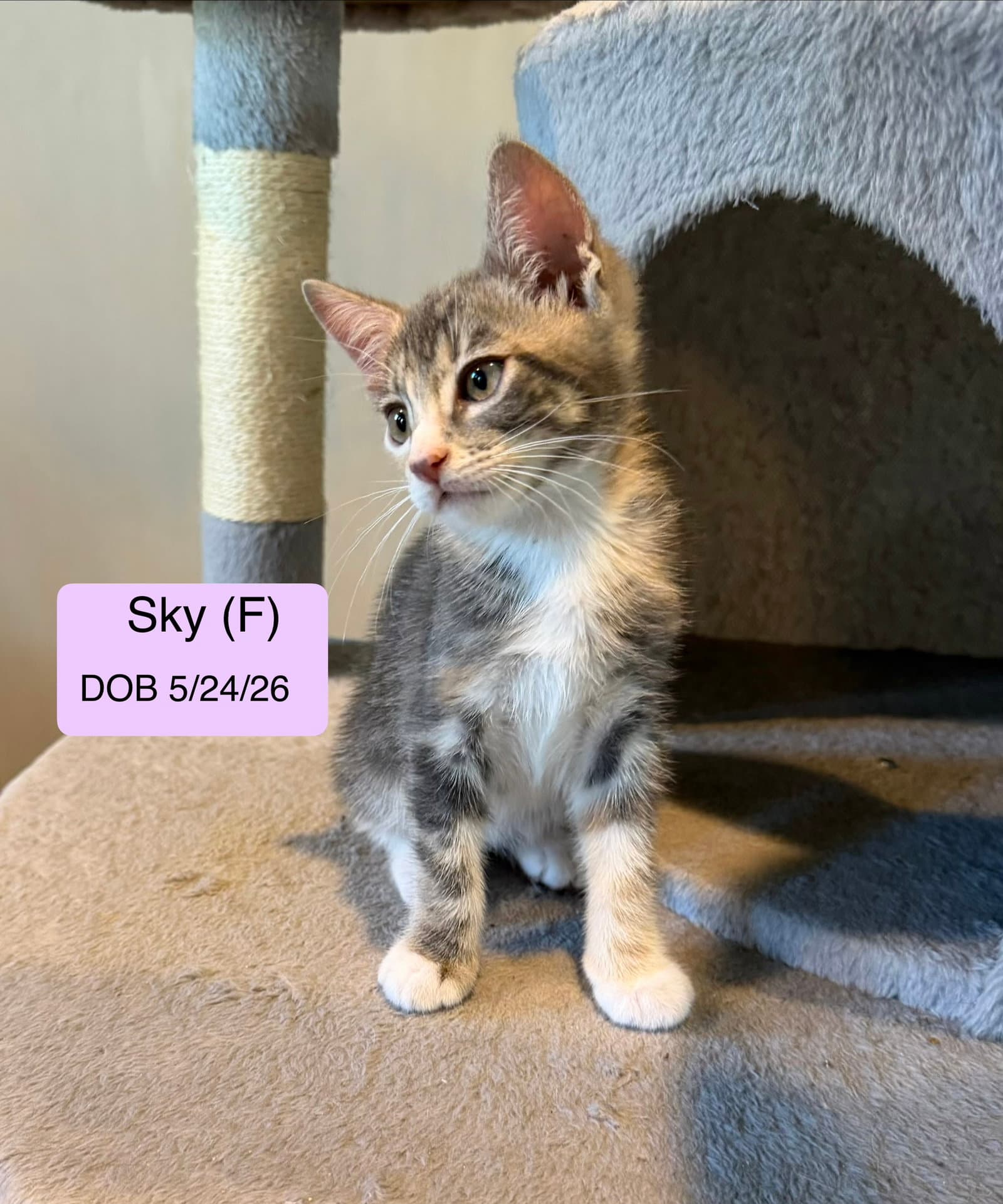 Sky - American Shorthair