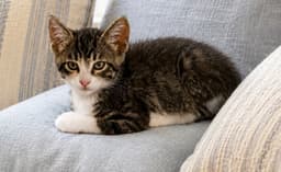 Milo image 1