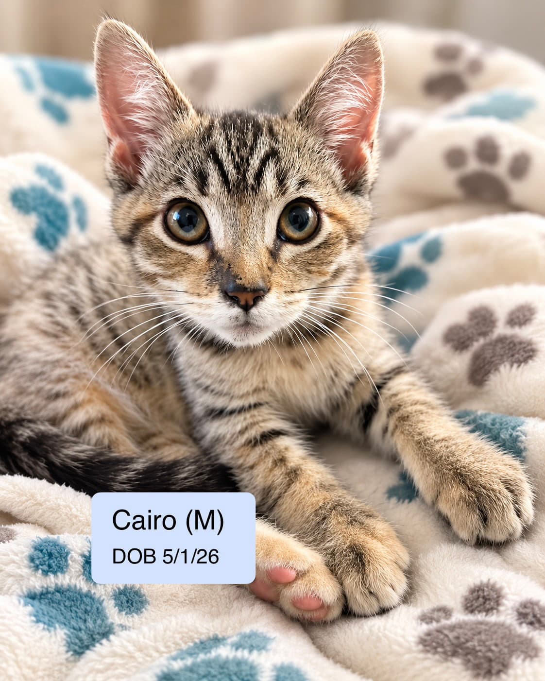 Cairo - Domestic Short Hair
