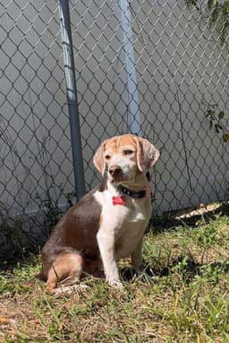 Coco Bean image 1