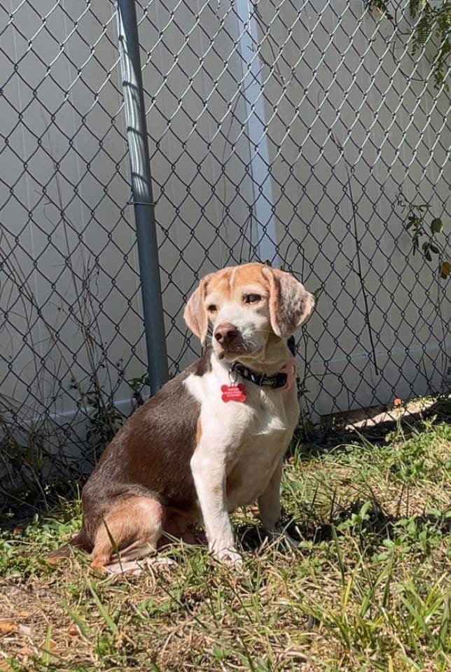 Coco Bean - Beagle