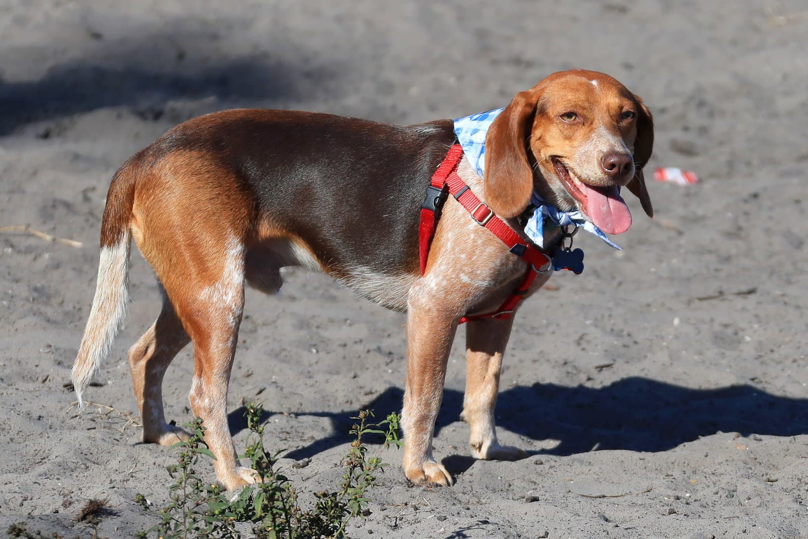 Baro - Beagle