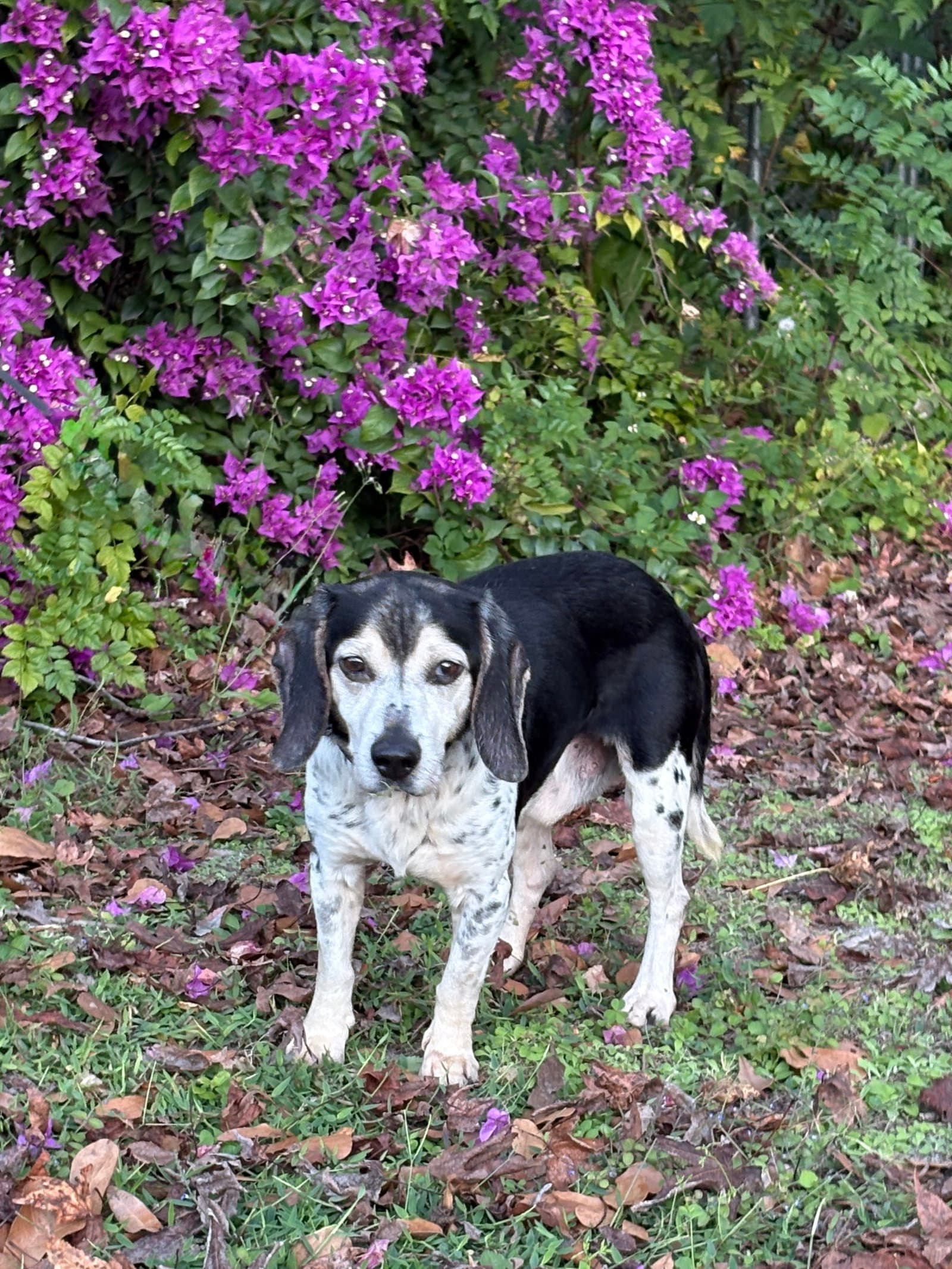 Mack Iii - Beagle