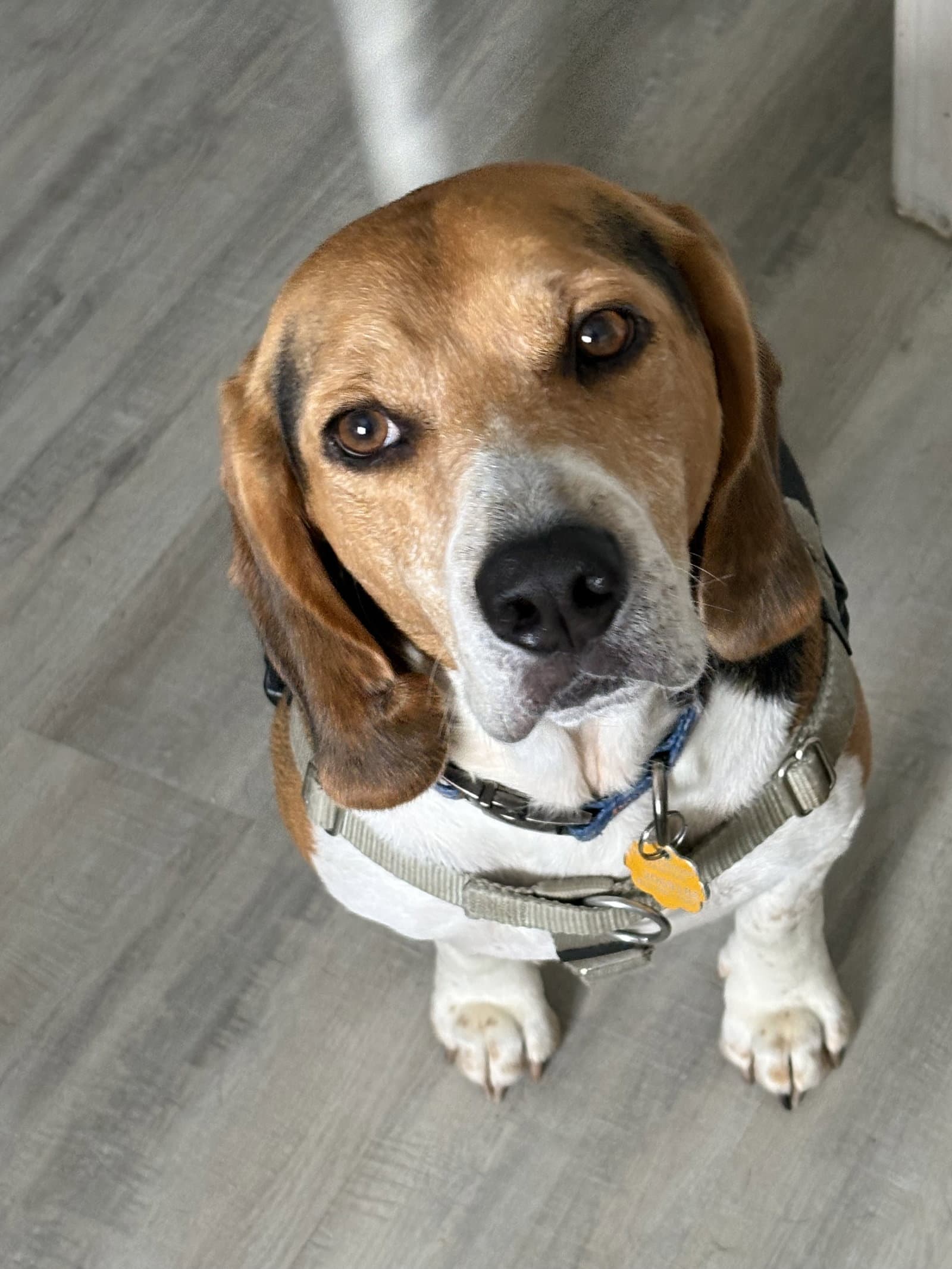 Pluto Iii - Beagle