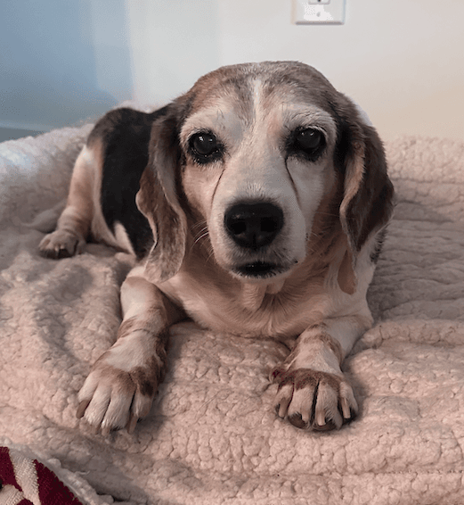Snoopy D - Beagle
